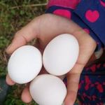 Three freshly-laid eggs in a child's hand at Huxhams Cross Farm 