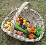 Wicker basket with freshly picked produce on the ground 
