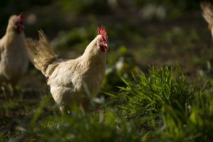 White leghorn chickens at biodynamic Huxhams Cross Farm